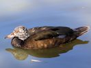 White-Winged Duck (WWT Slimbridge June 2015) - pic by Nigel Key